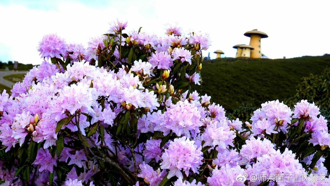 刚刚算法推广精准化定制您的会员体系:深夜推广不用等,数据透明更放心,快手低价业务自助下单平台：自媒体运营进阶指南10个技巧快速涨粉